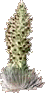 Silversword