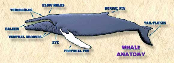 Humpback Whale Anatomy and Behavior
